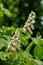 Chestnut flowers