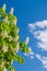 Chestnut flowers against blue sky