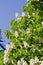 Chestnut flowers with leaves