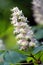 Chestnut flowers and leaves