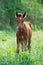 Chestnut foal grazing  at pasture freely. summer sunny day