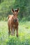 Chestnut foal grazing  at pasture freely. summer sunny day