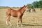 Chestnut foal in the meadow in the herd looking at the camera