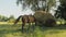 Chestnut foal suckling from his mother before a cart overloaded with hay in a field 