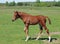 The chestnut foal walks on a pasture