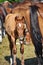 Chestnut foal yawns while showing tongue