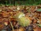 Chestnut in forest