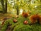 Chestnut forest in autumn in Switzerland