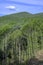 Chestnut forest with green trees and blue sky with clouds in vertical