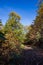 Chestnut forest and path