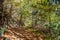 Chestnut forest and path