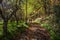 Chestnut forest and path