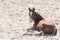 A Chestnut , fox-colored young Warmblood foal lies in the sand