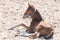 A Chestnut , fox-colored young Warmblood foal lies in the sand