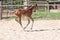 A Chestnut , fox-colored young Warmblood foal trots on the sand
