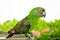 Chestnut fronted macaw