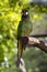 chestnut-fronted macaw, Ara severa,belongs to the smaller species of macaws