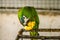 Chestnut fronted macaw is eating