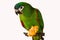 Chestnut fronted macaw isolated