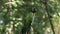 Chestnut fronted macaw in a park in ecuador