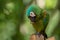 Chestnut-fronted or severe macaw