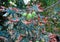 Chestnut fruit close-up. Stock photo