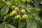 Chestnut fruits