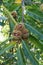 Chestnut fruits in autumn, typical fruit of the Italian Apennines