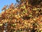 Chestnut fruits in the background of browned leaves