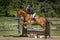 Chestnut in full bridle jumps a ladder fence