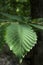 Chestnut green leaf blade with detail of the branches with dark horizontal photo