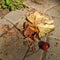 Chestnut with green spike shell skin and brown leaves on the sidewalk