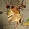 Chestnut with green spike shell skin and brown leaves on the sidewalk