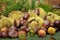 Chestnut harvest with beautiful curly