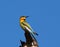 Chestnut headed bee eater