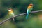 Chestnut-headed bee-eater