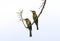 Chestnut headed bee eater