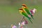 Chestnut-headed bee-eater bird