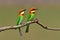 Chestnut-headed Bee-eater bird