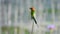 Chestnut-headed bee-eater bird catches on the branch and catching fly insects.
