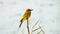 Chestnut-headed bee-eater bird catches on the branch and catching fly insects.