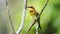 Chestnut-headed bee-eater bird catches on the tree for relax and catching forest insects