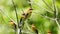 Chestnut-headed bee-eater bird catches on the tree for relax and catching forest insects