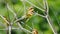 Chestnut-headed bee-eater bird catches on the tree for relax and catching forest insects