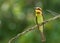 Chestnut-headed bee-eater, a green bird is perching on branch with natural, green forest background.