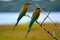 Chestnut - headed Bee-eater,Little smaller than the Blue-tailed. Chestnut crown,nape and mantle ,yellow throat and cheeks.