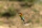 Chestnut headed bee eater, Merops leschenaulti, Khisma Forest
