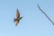 Chestnut Headed Bee Eater standing on branch of tree