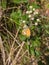 Chestnut Heath Butterfly on a Blackberry bush