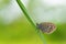 Chestnut Heath - Coenonympha glycerion